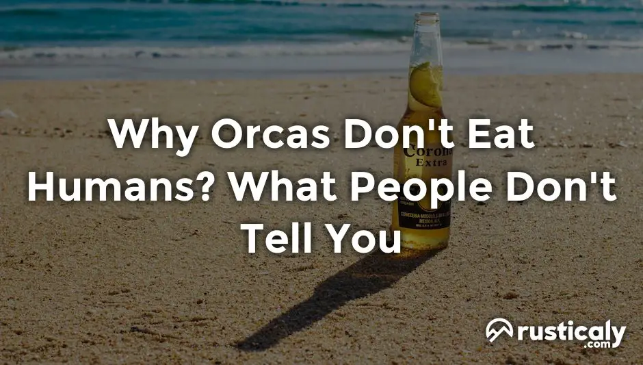 why orcas don't eat humans