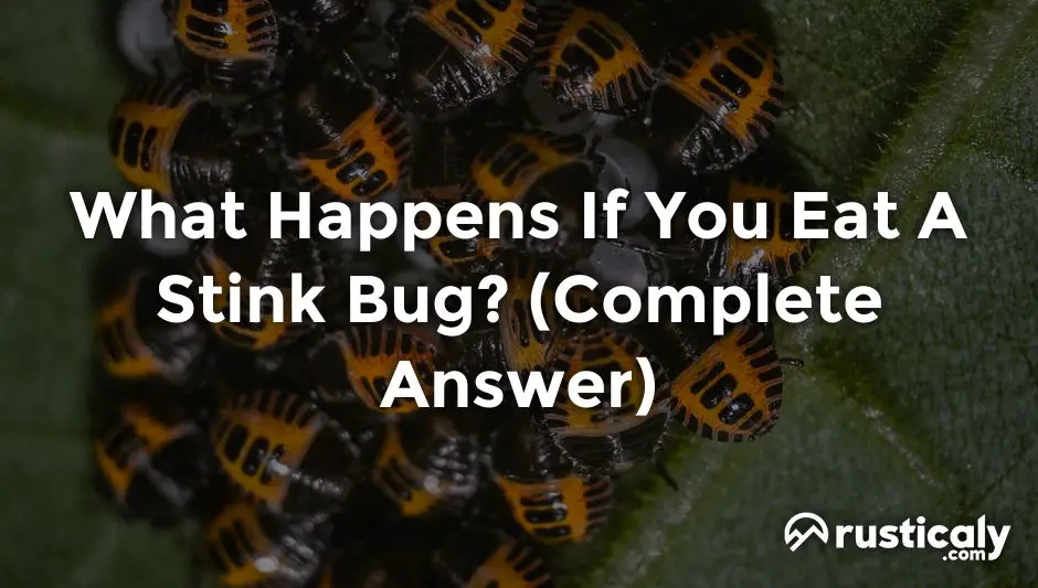 what happens if you eat a stink bug