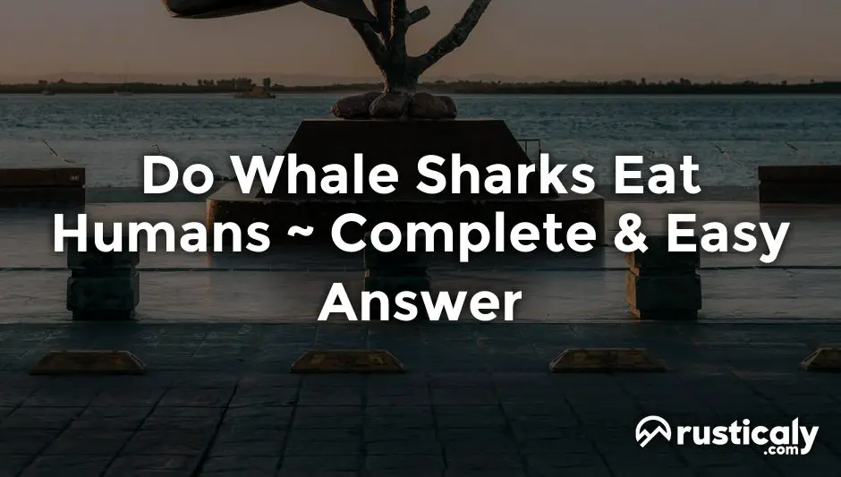 do whale sharks eat humans