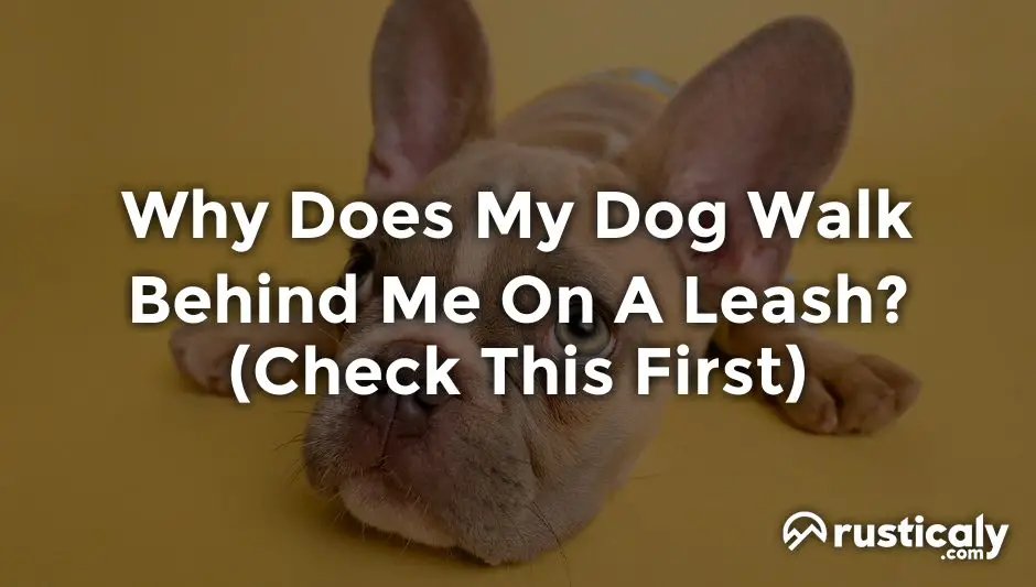 Why Does My Dog Walk Behind Me On A Leash? (Important Facts)