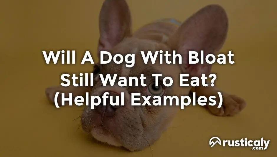 will a dog with bloat still want to eat