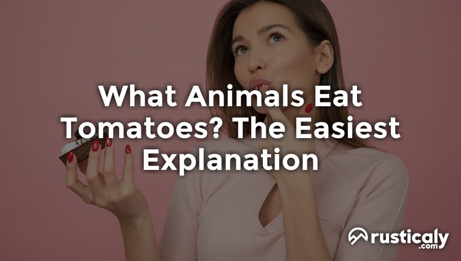 what animals eat tomatoes