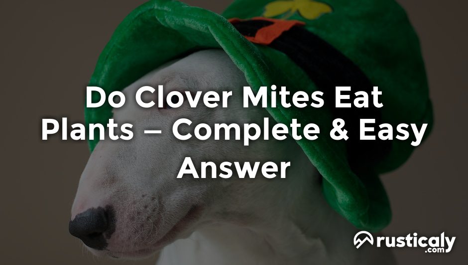 do clover mites eat plants