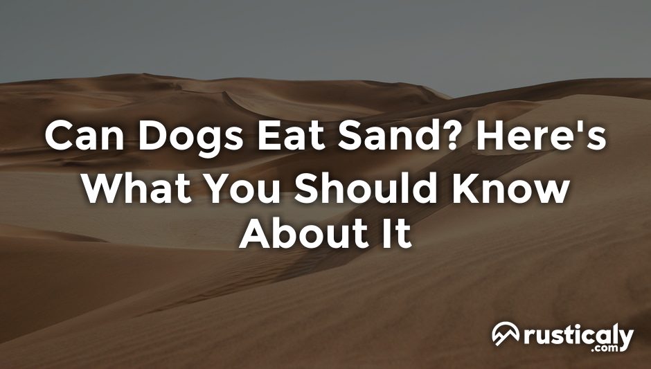 can dogs eat sand