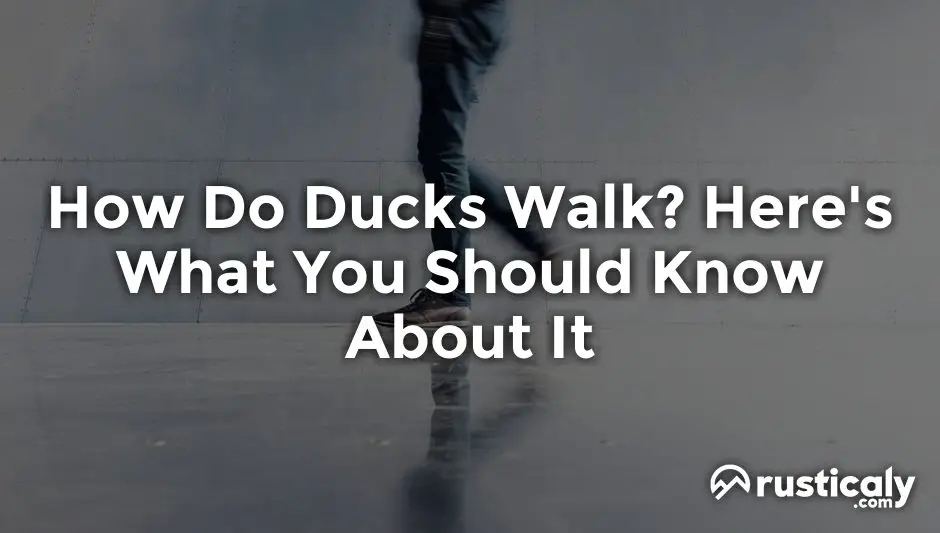 how do ducks walk