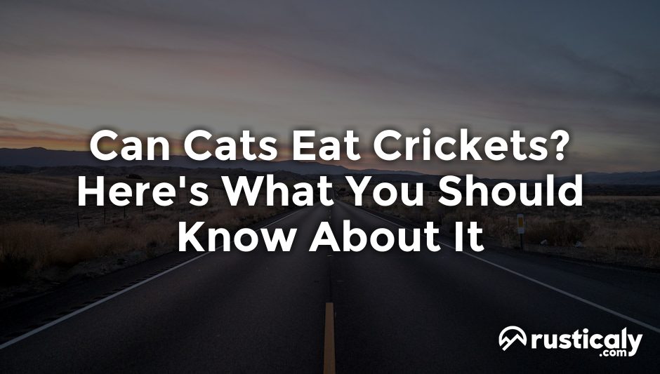 can cats eat crickets