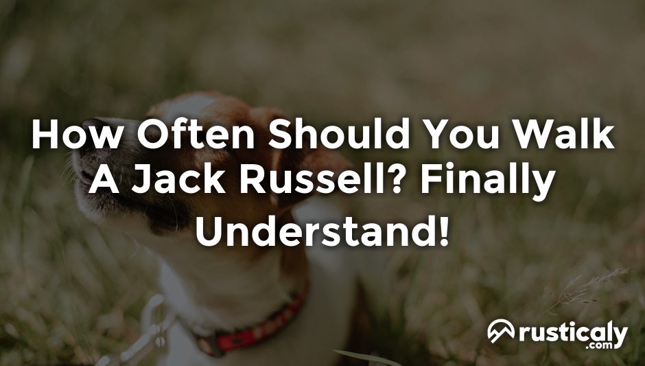 how often should you walk a jack russell