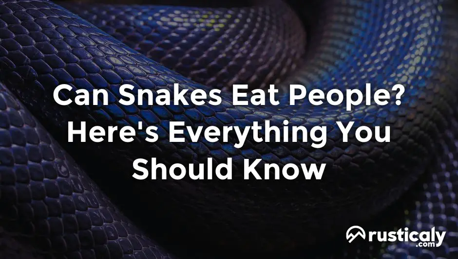 can snakes eat people