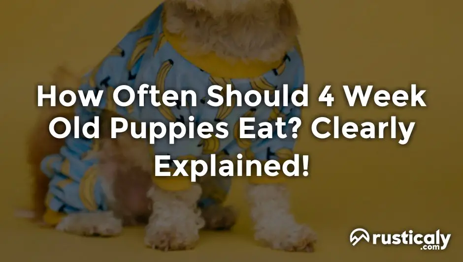 how often should 4 week old puppies eat