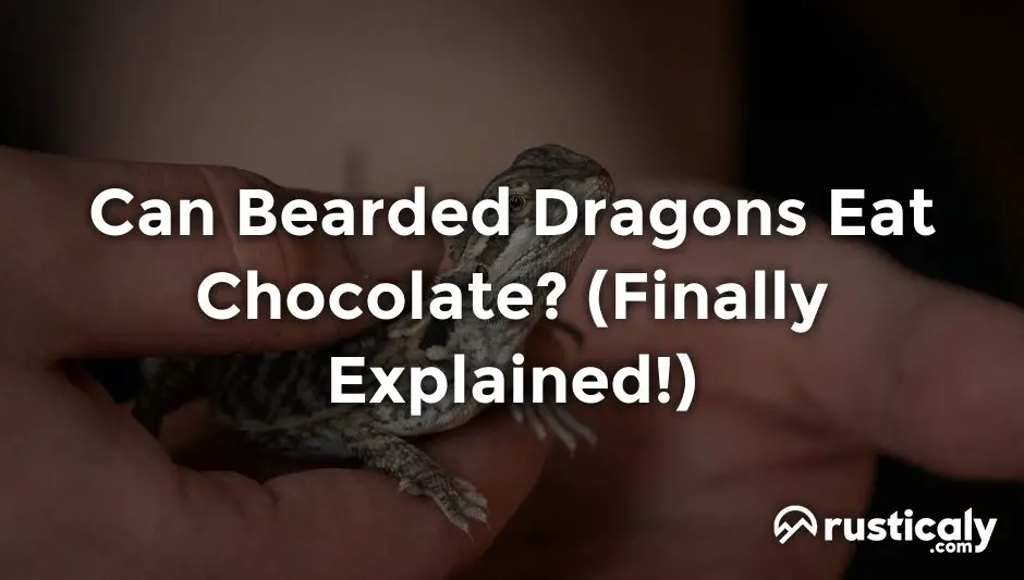 can bearded dragons eat chocolate