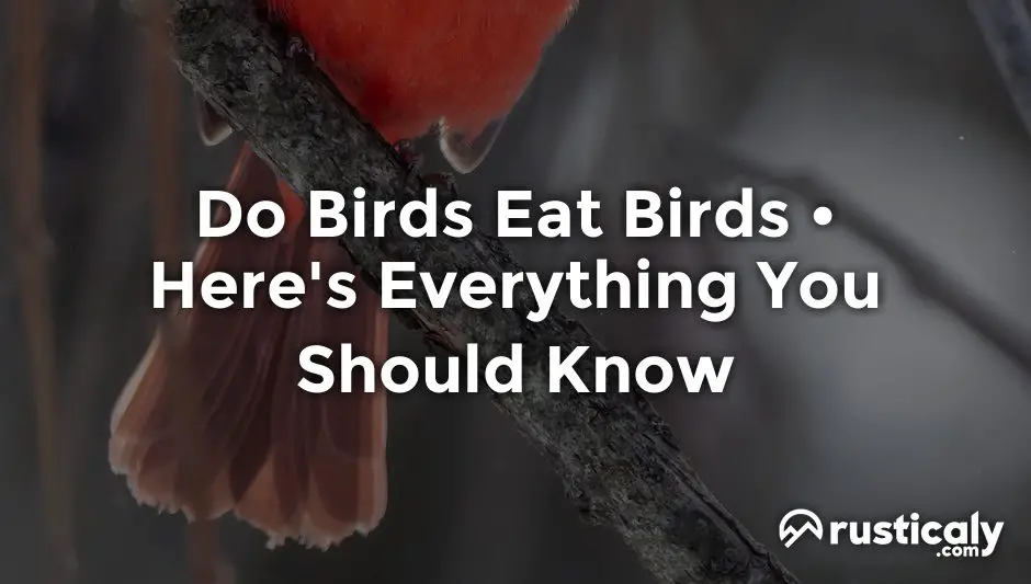 do birds eat birds