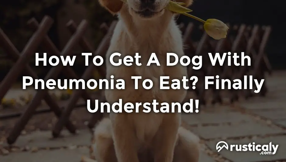 how to get a dog with pneumonia to eat