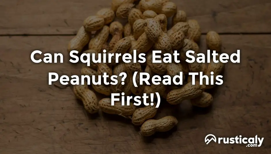 can squirrels eat salted peanuts