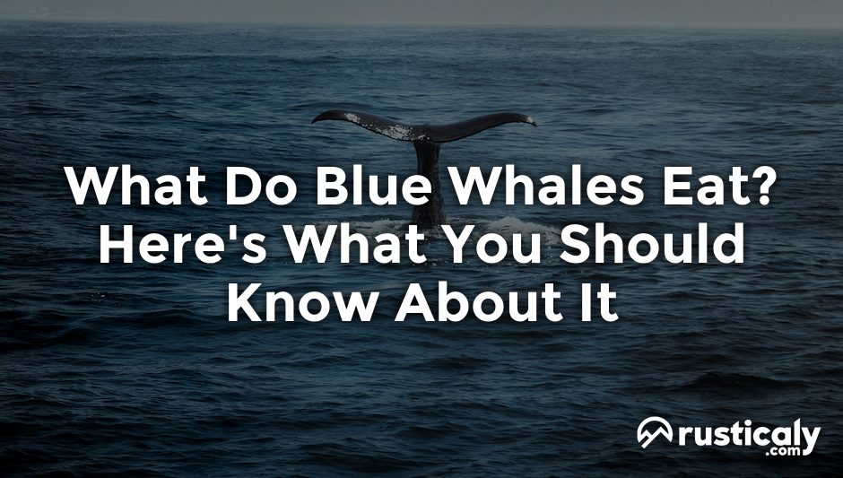 what do blue whales eat