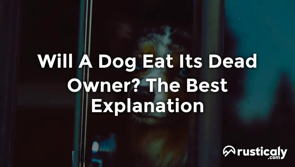 will-a-dog-eat-its-dead-owner-the-best-explanation