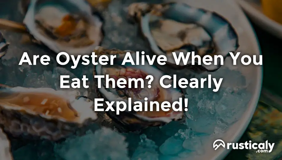 Are Oyster Alive When You Eat Them? Answer)