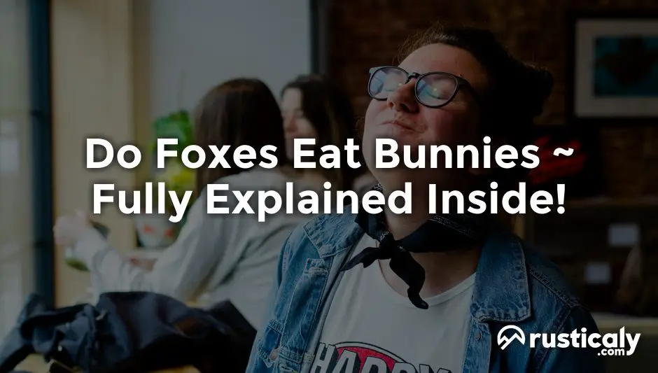 do foxes eat bunnies
