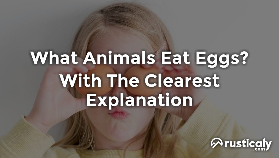 what animals eat eggs