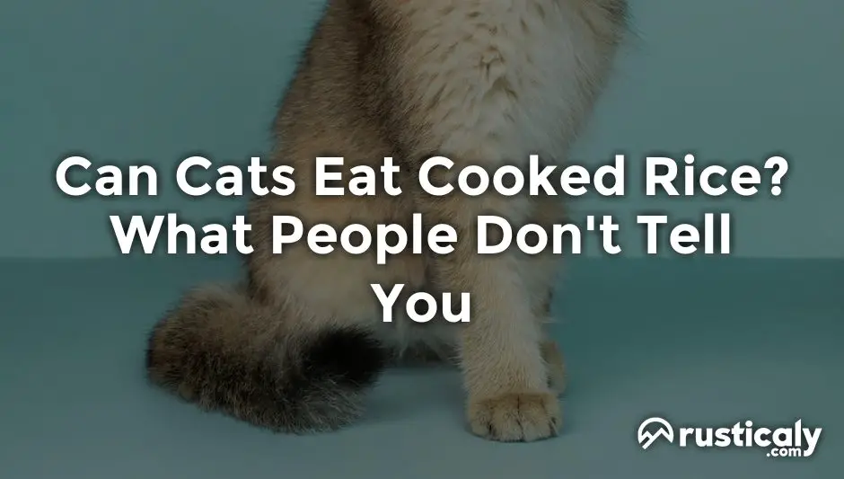 can cats eat cooked rice