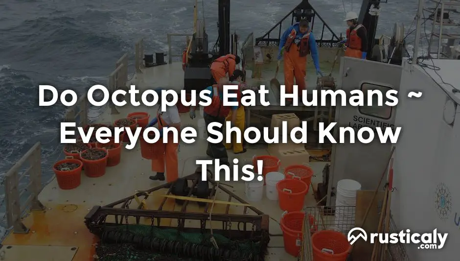 do octopus eat humans