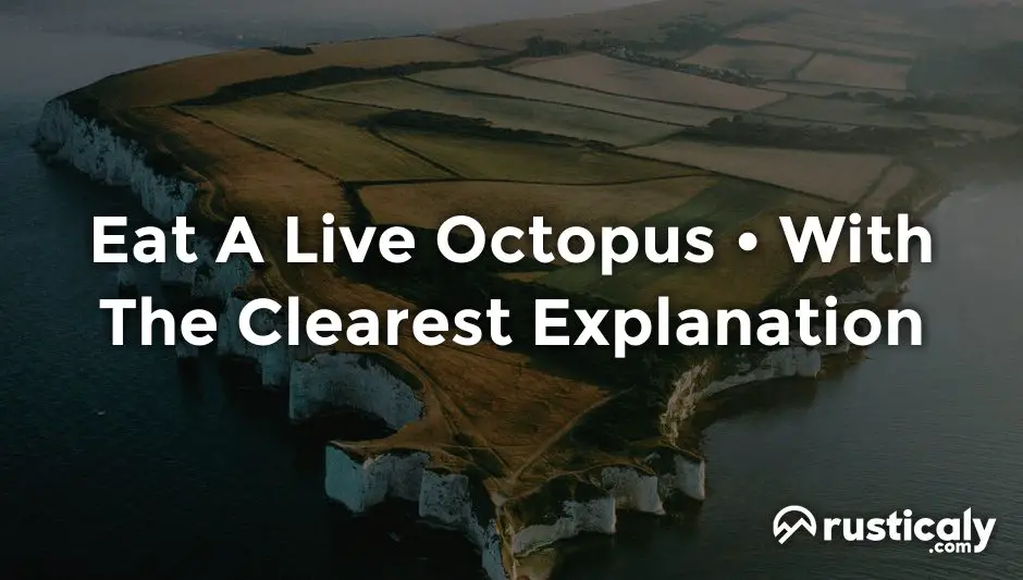 eat a live octopus