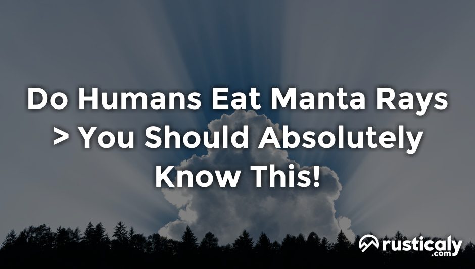 do humans eat manta rays