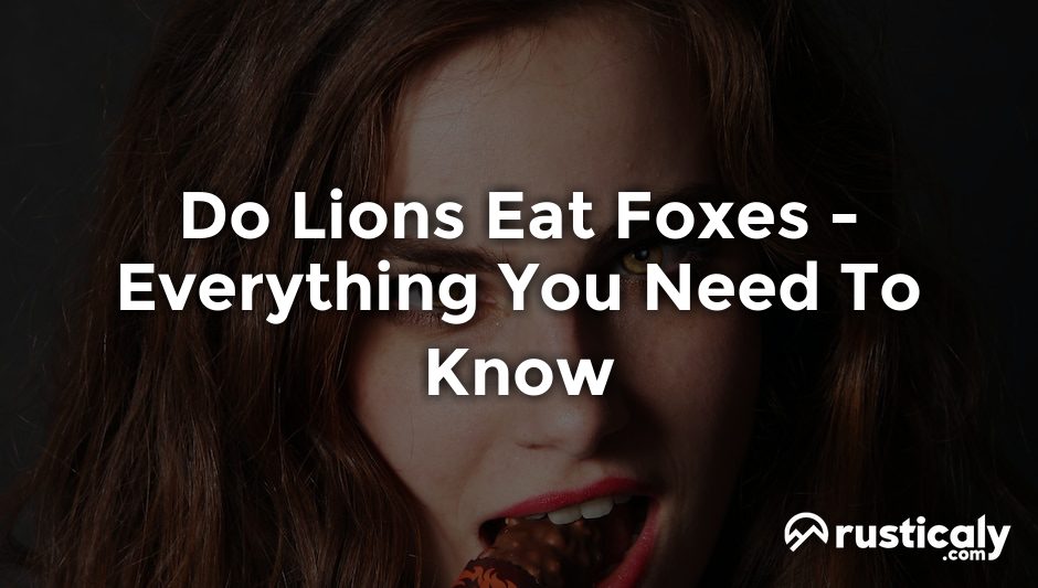 do lions eat foxes