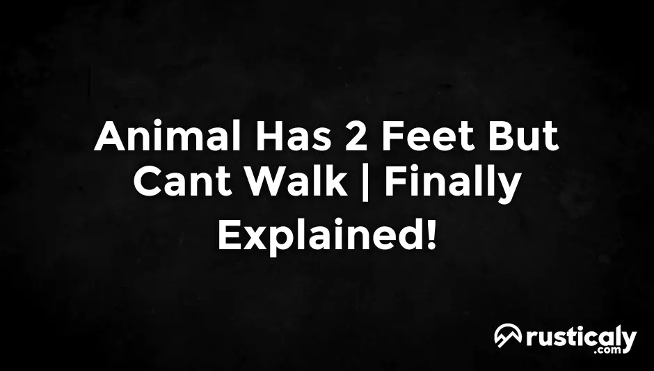 animal has 2 feet but cant walk