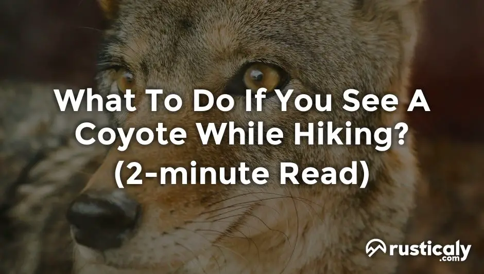 what to do if you see a coyote while hiking