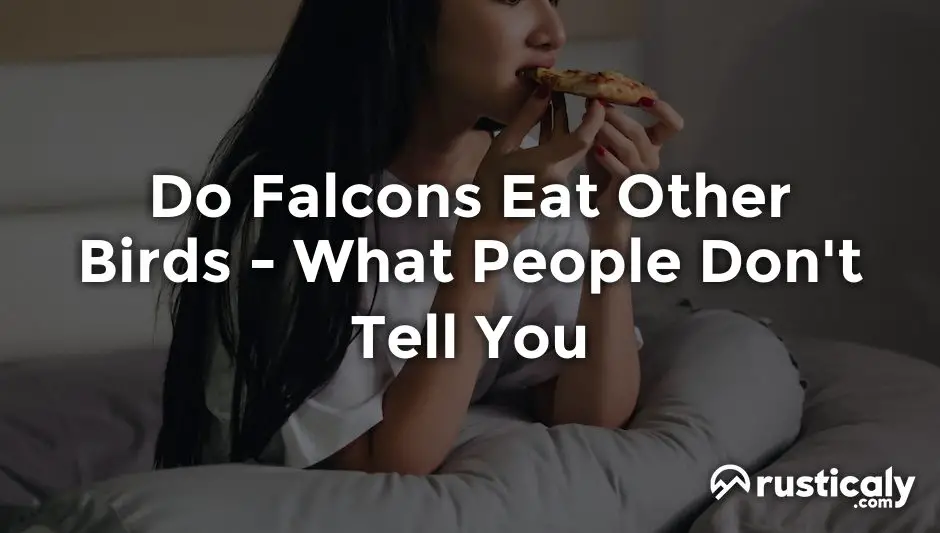 do falcons eat other birds