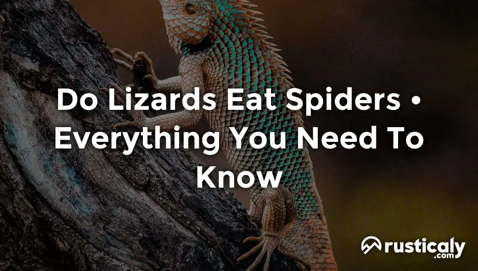 do lizards eat spiders
