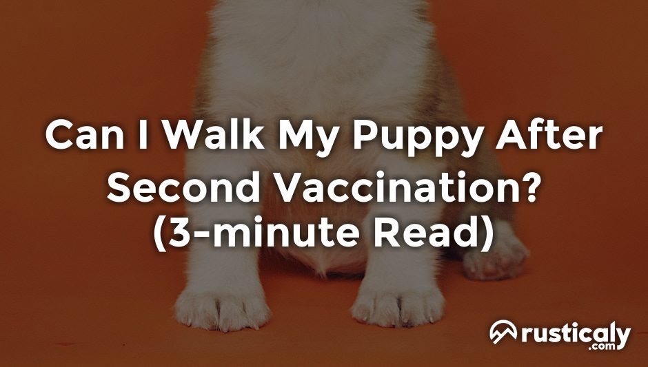 can i walk my puppy after second vaccination