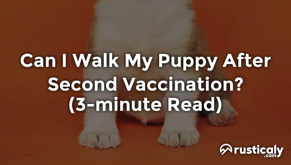 Can I Walk My Puppy After Second Vaccination? (Revealed!)