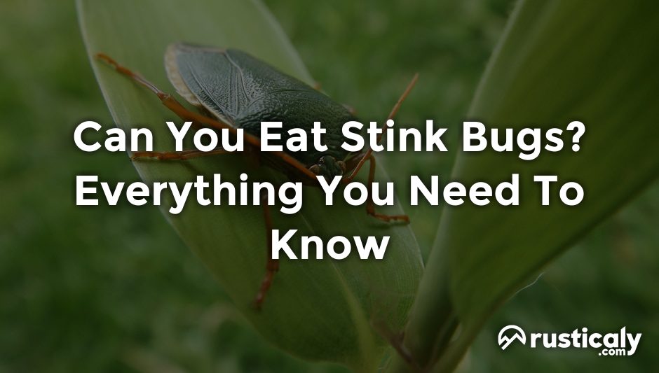 can you eat stink bugs