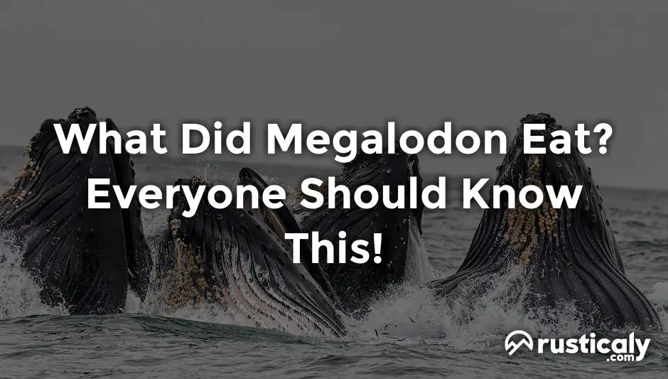 what did megalodon eat