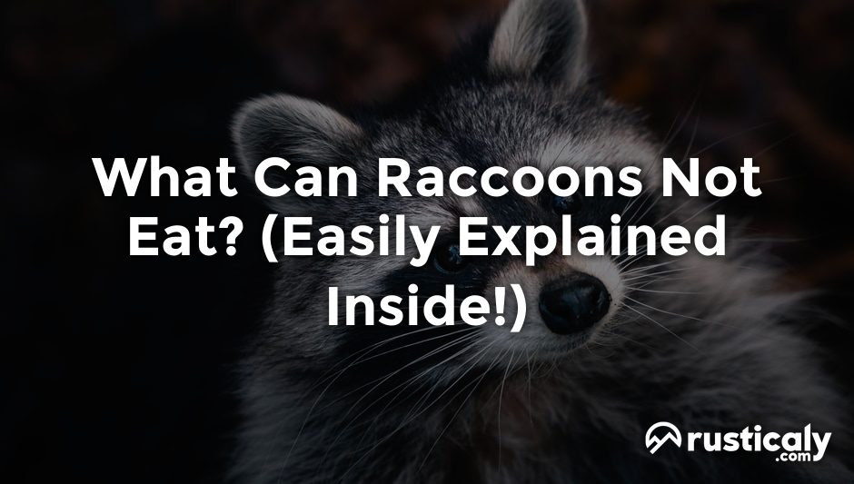 what can raccoons not eat