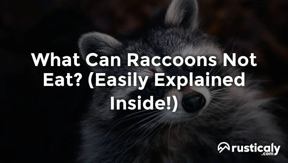 what can raccoons not eat