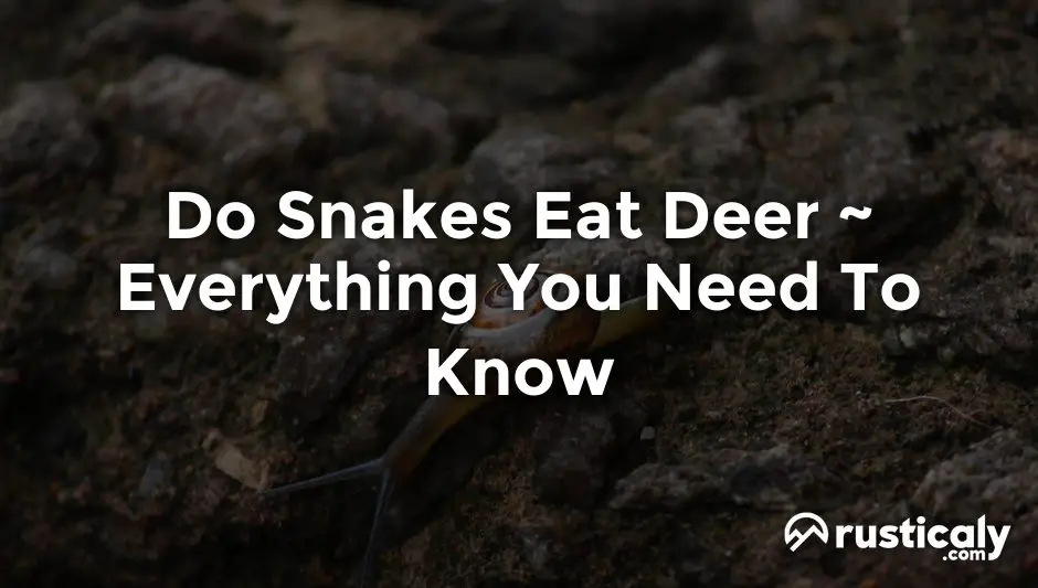 Do Snakes Eat Deer — Here's What You Should Know About It