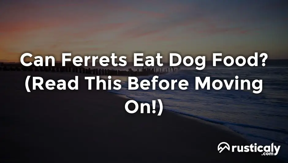 can ferrets eat dog food