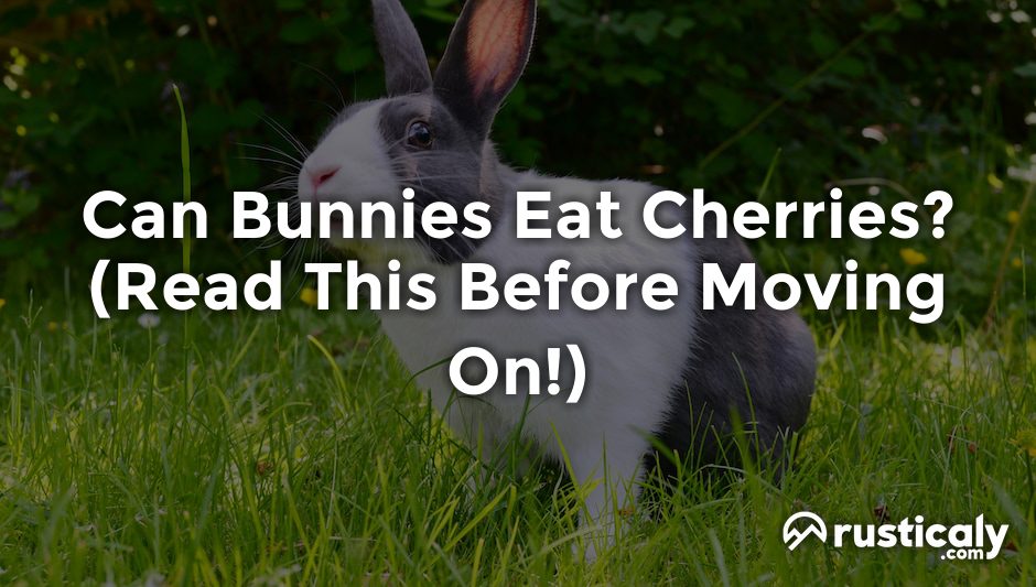 can bunnies eat cherries