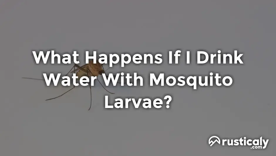 what happens if i drink water with mosquito larvae