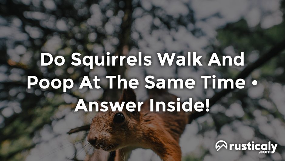 do squirrels walk and poop at the same time
