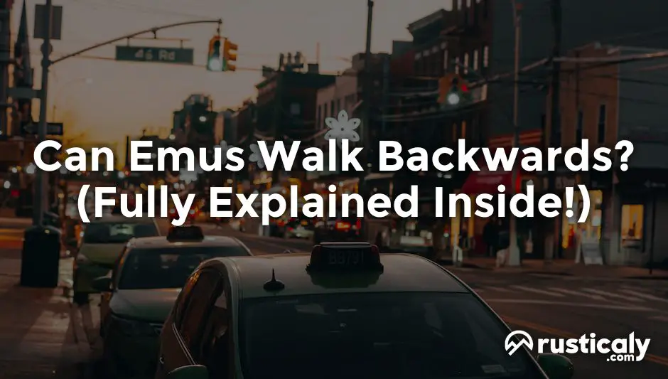 can emus walk backwards