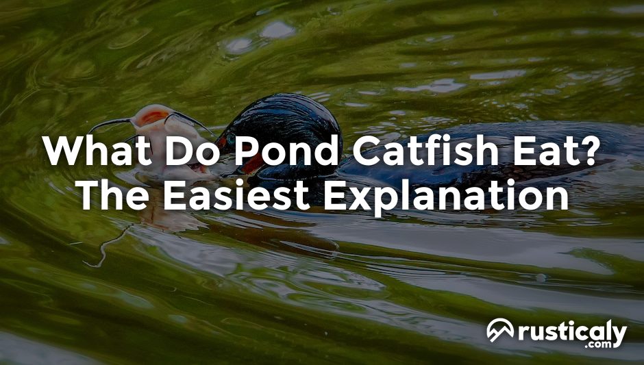 what do pond catfish eat