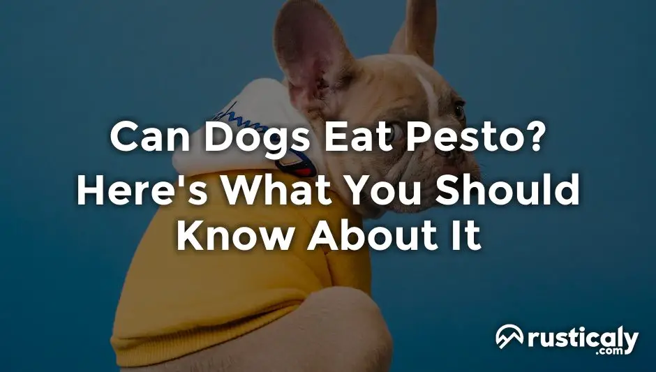 can dogs eat pesto