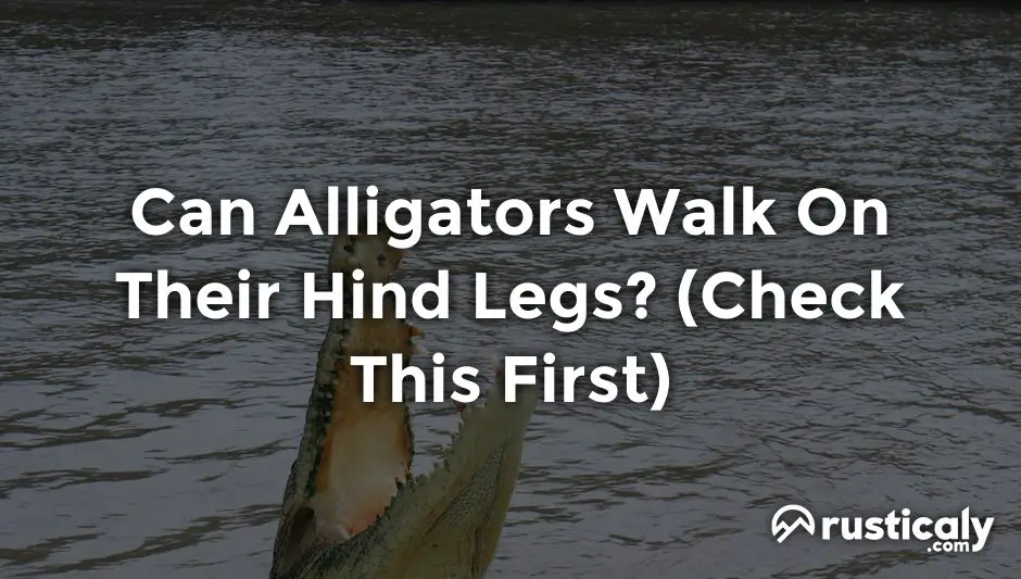 can alligators walk on their hind legs
