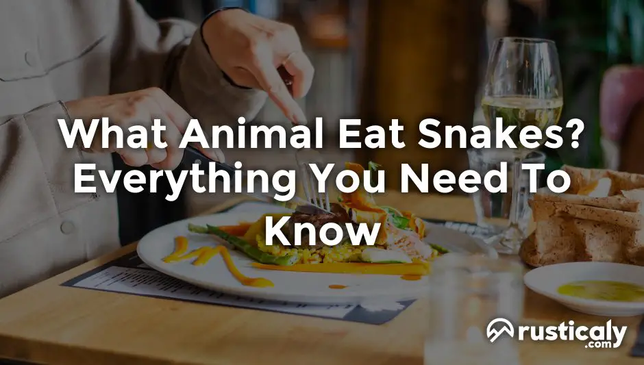 what animal eat snakes