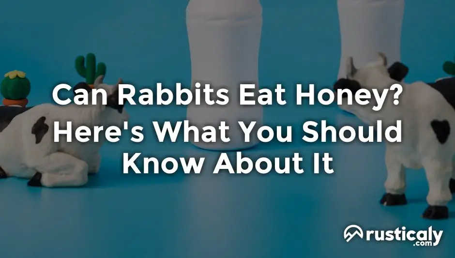 can rabbits eat honey