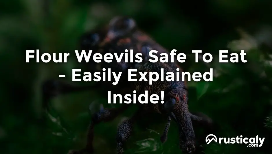 flour weevils safe to eat