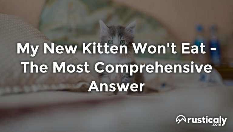 My New Kitten Won't Eat - Here's Everything You Should Know